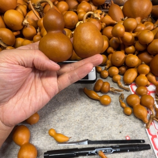 P***…英文的两把两把紫皮葫芦英文的