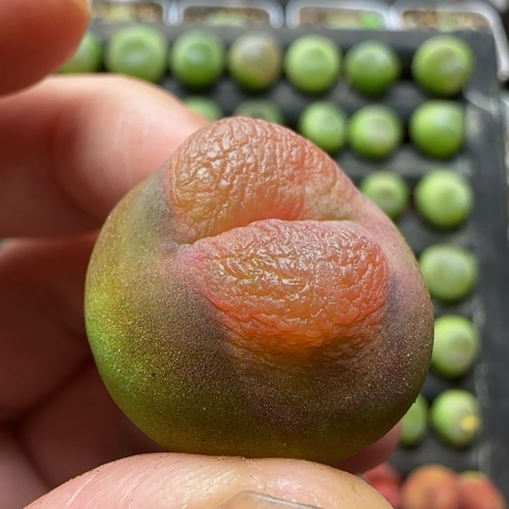 2.4漂亮多肉植物456