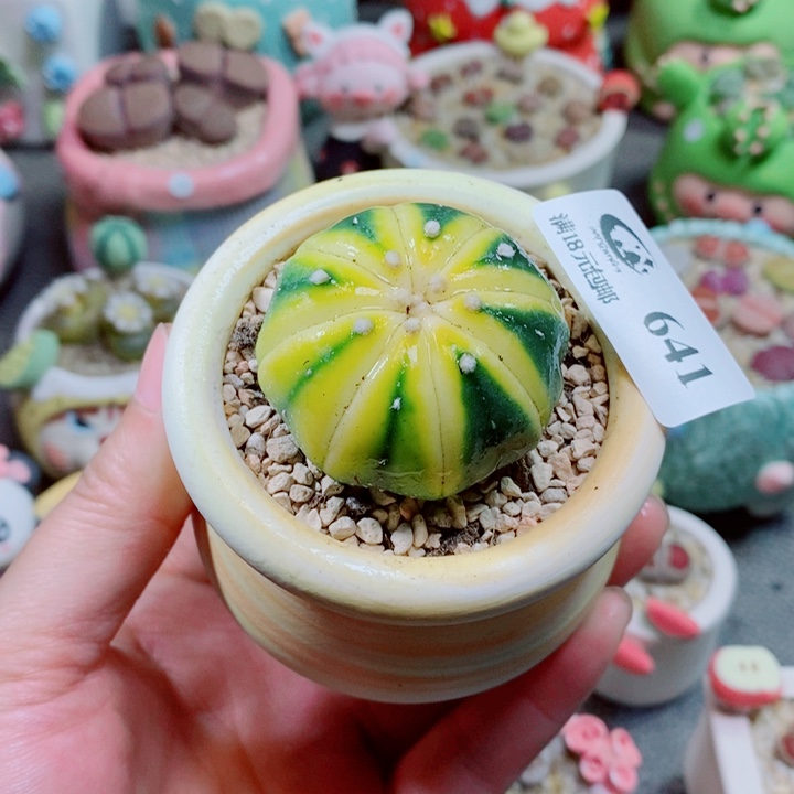 生石花花花花花花641