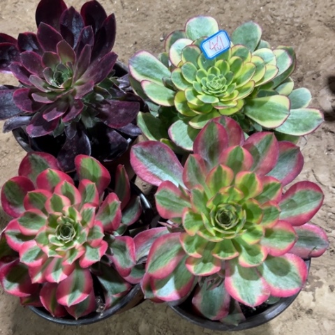 461多肉植物组合