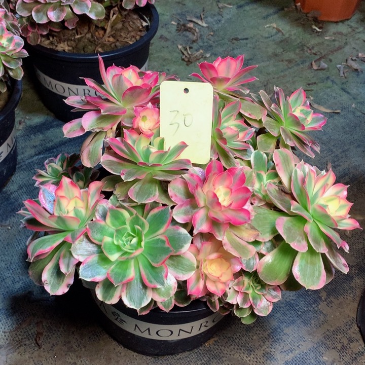 30男神多肉一物一拍