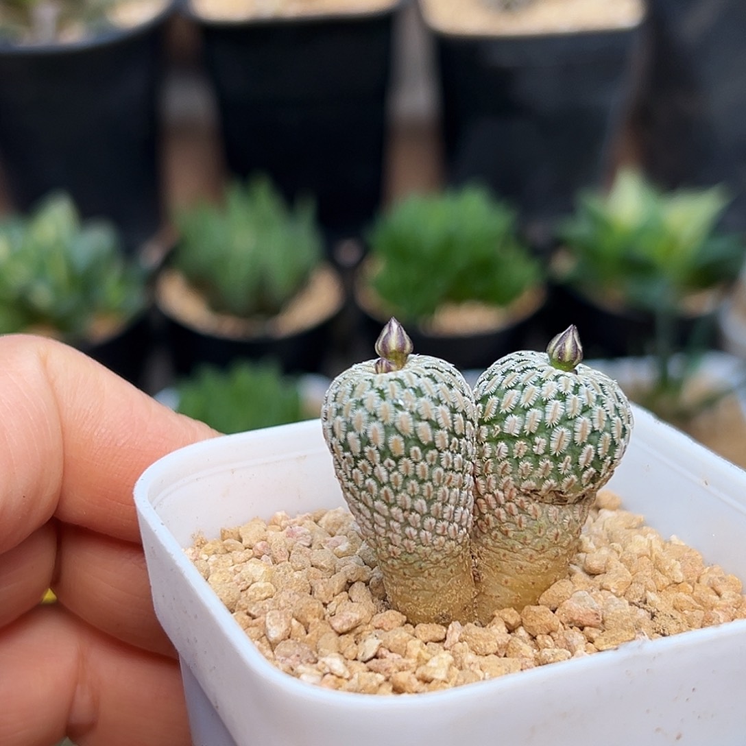 特价双头实生精巧殿 