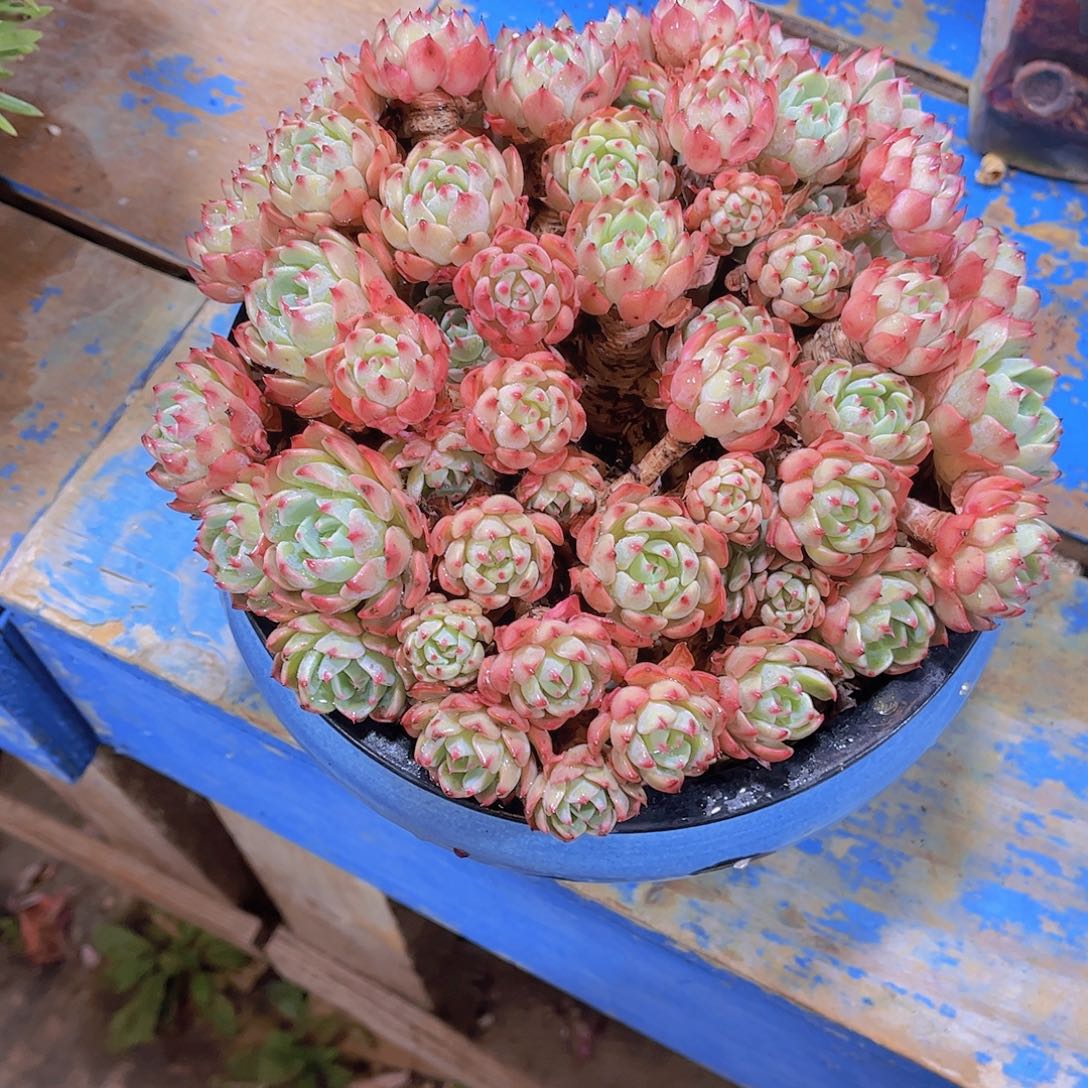 笑****李多肉植物