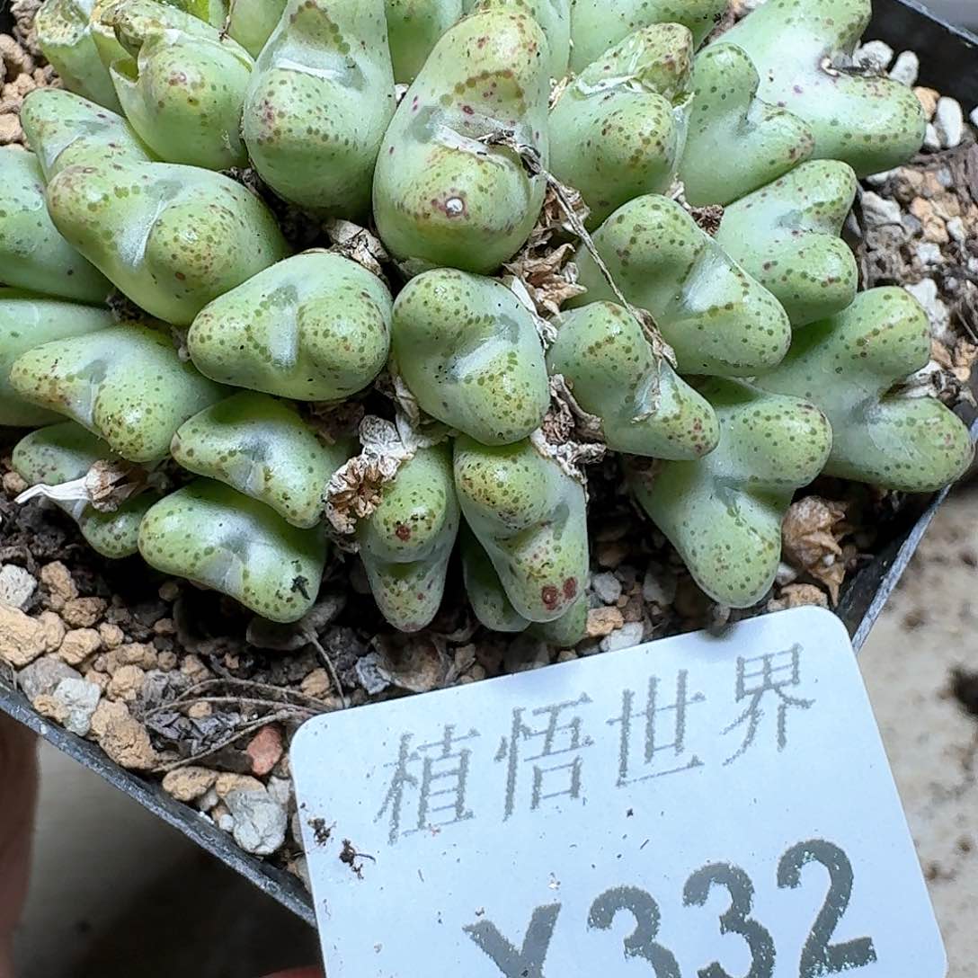 332号多肉植物哇f g g