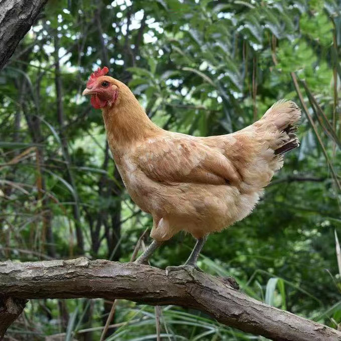 2只 大别山吃五谷黄油黑脚老母鸡土鸡草鸡4.5-5斤煲汤炖汤滋补