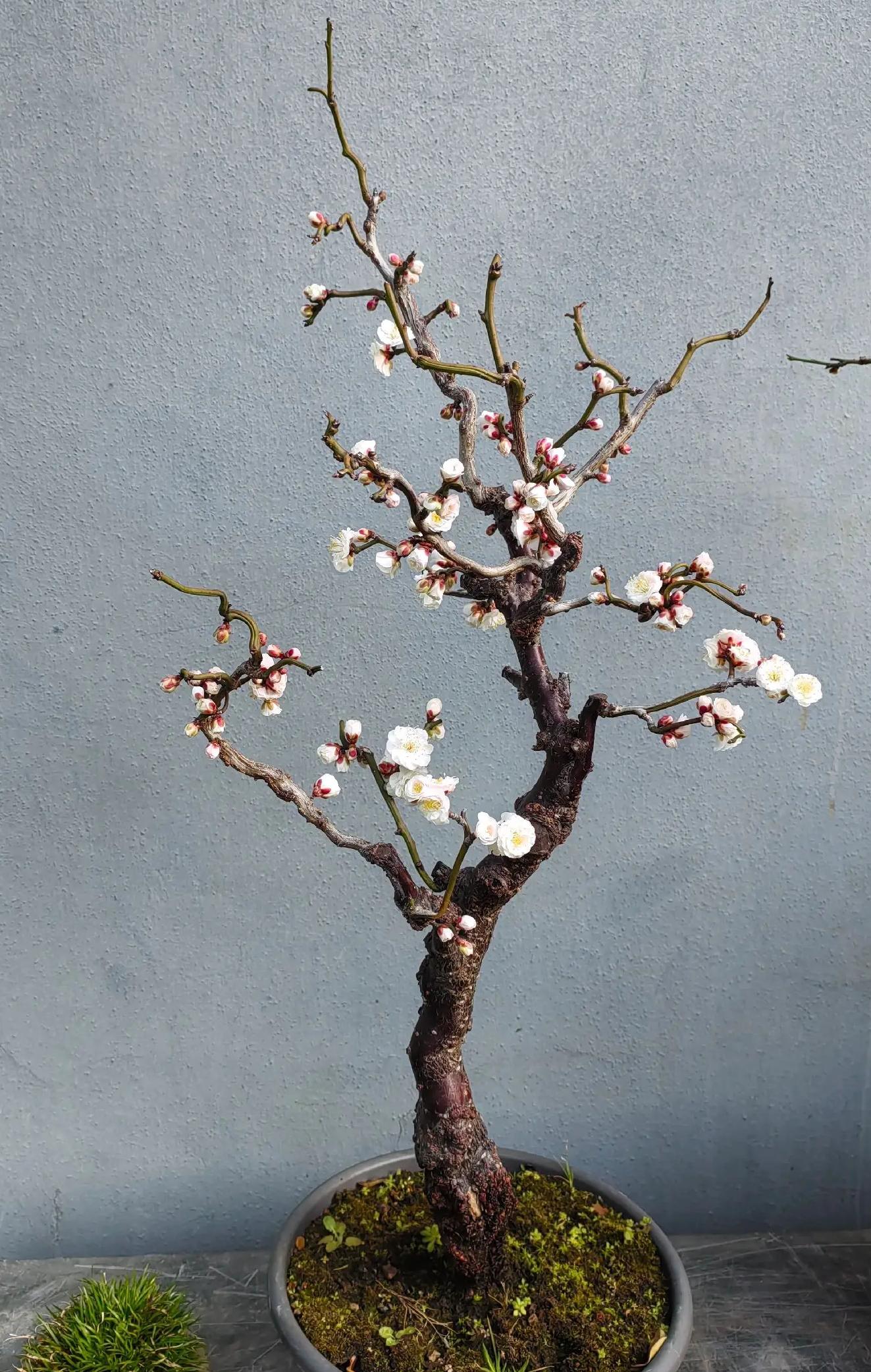 原生龙游梅 梅花老桩盆景盆栽花卉耐寒耐热南北方均可种植