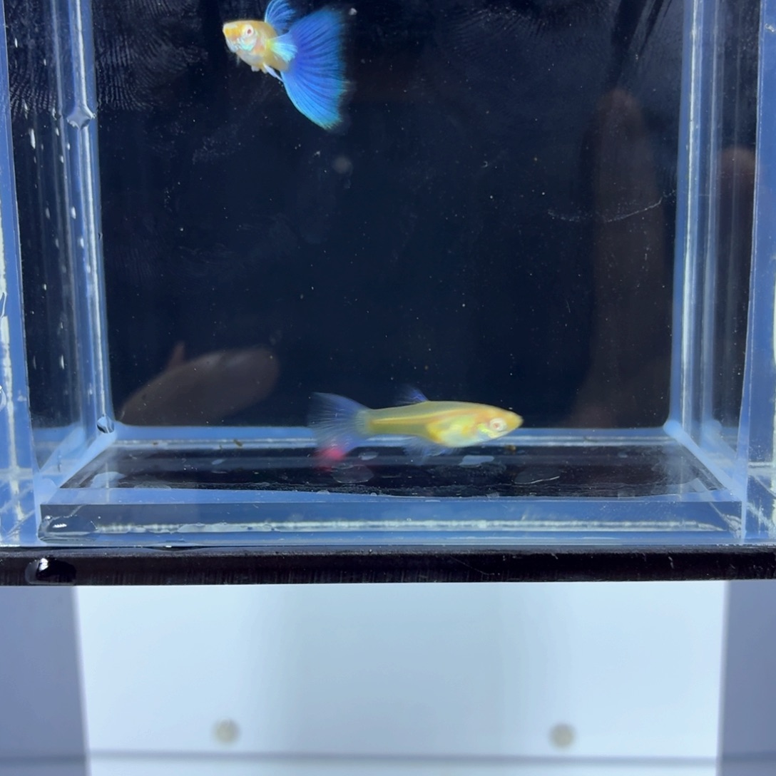 孔雀鱼蓝白鸥翼一对（13）