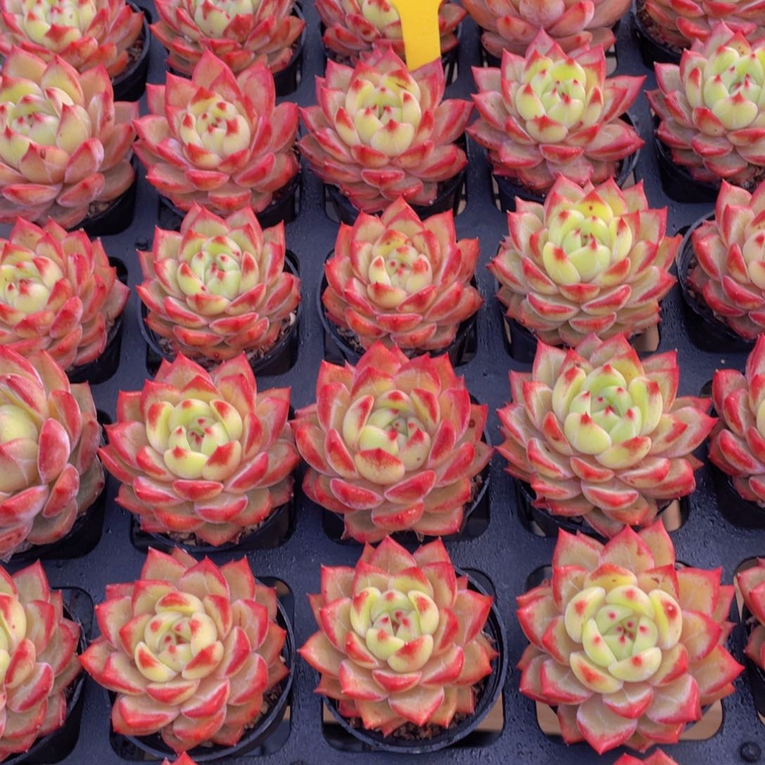 1043号 珍妮冰透夜魔侠单头一个