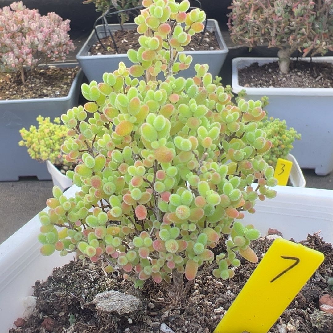 蜜橘糖球7号10cm盆