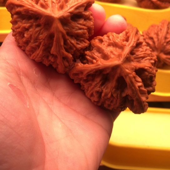 伓***氼核桃核桃核桃核桃