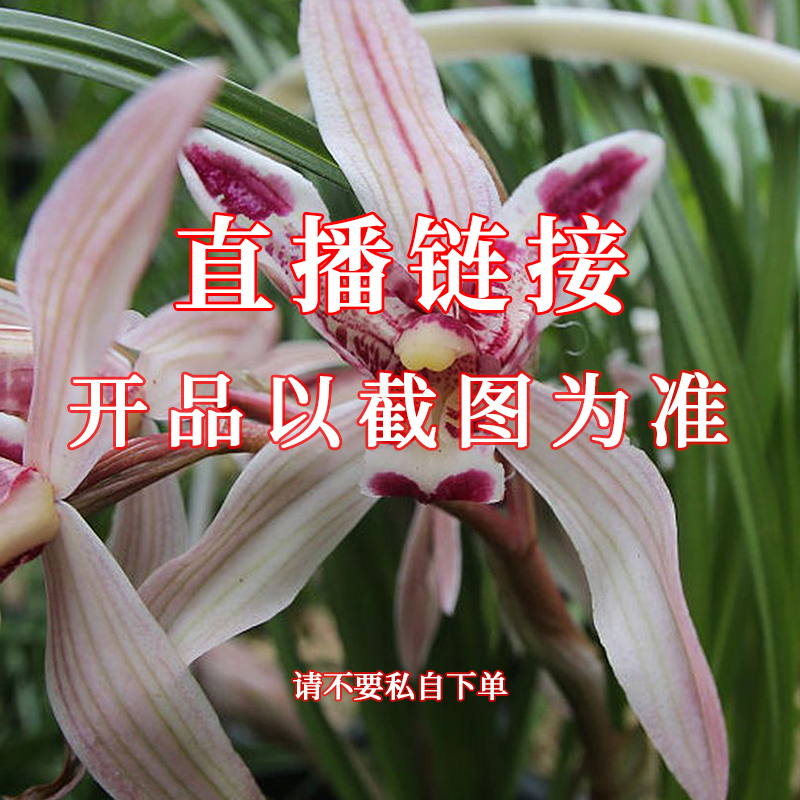 70兰馨园 直播间兰花专拍裸根发货（请不要私自下单）