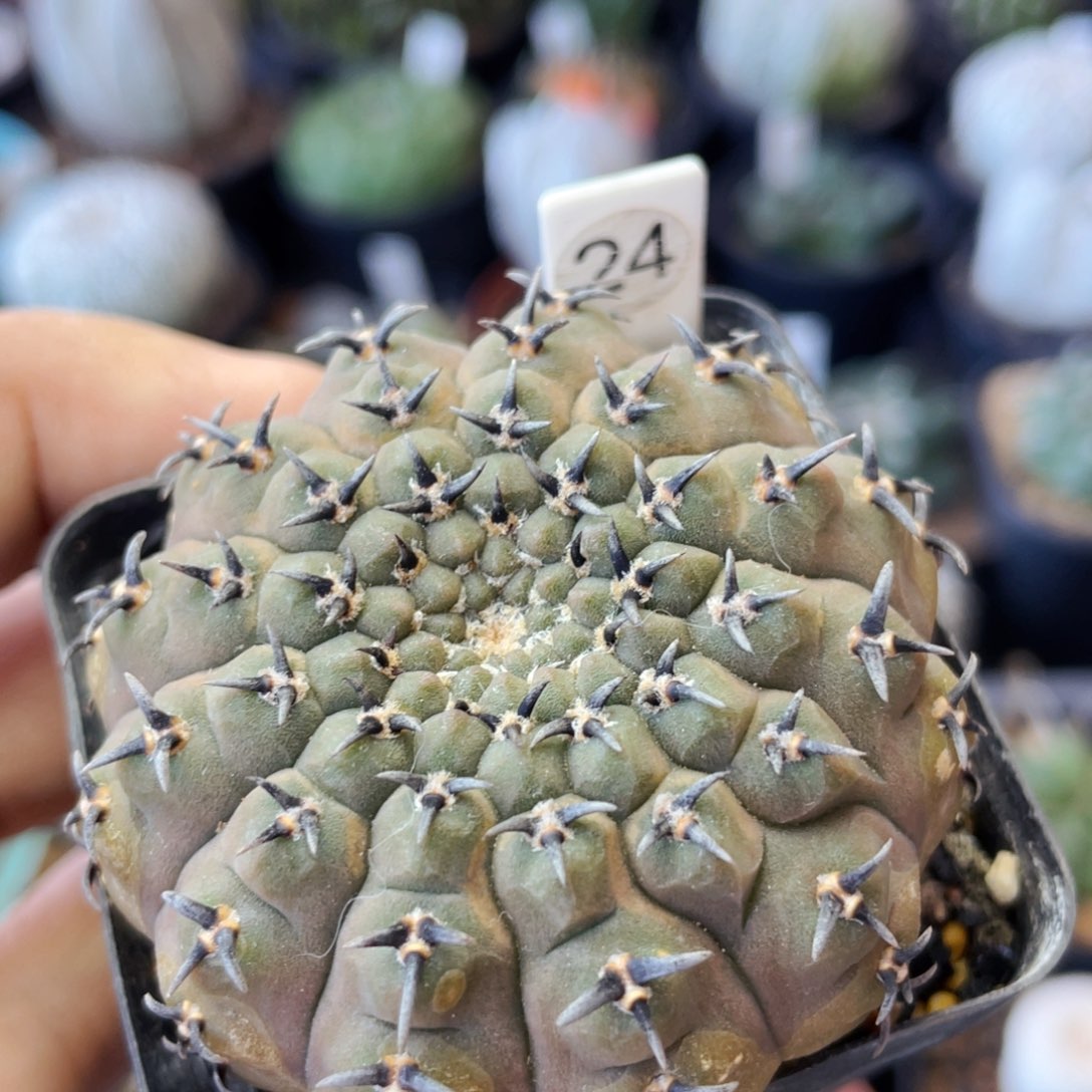 仙人球满28包邮盆口径 5公分短豪刺黑刺凤头