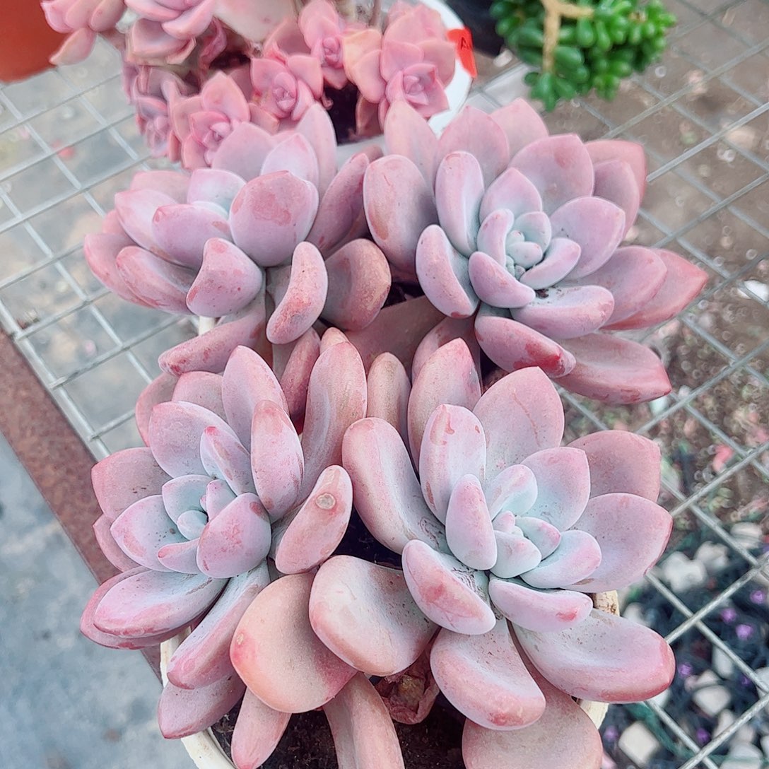 奥普琳娜双头起发精品