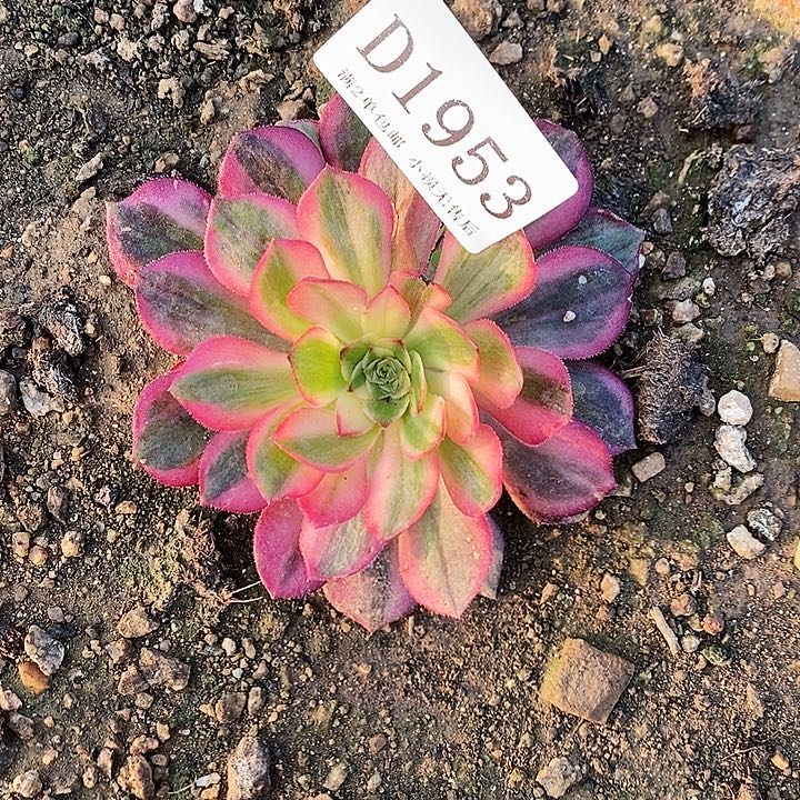 1953黑魔锦单头2颗