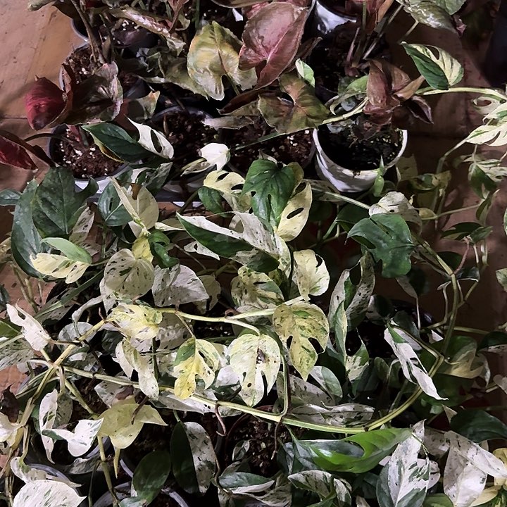 无花朵薄荷麒麟尾➕圣诞➕一颗随机