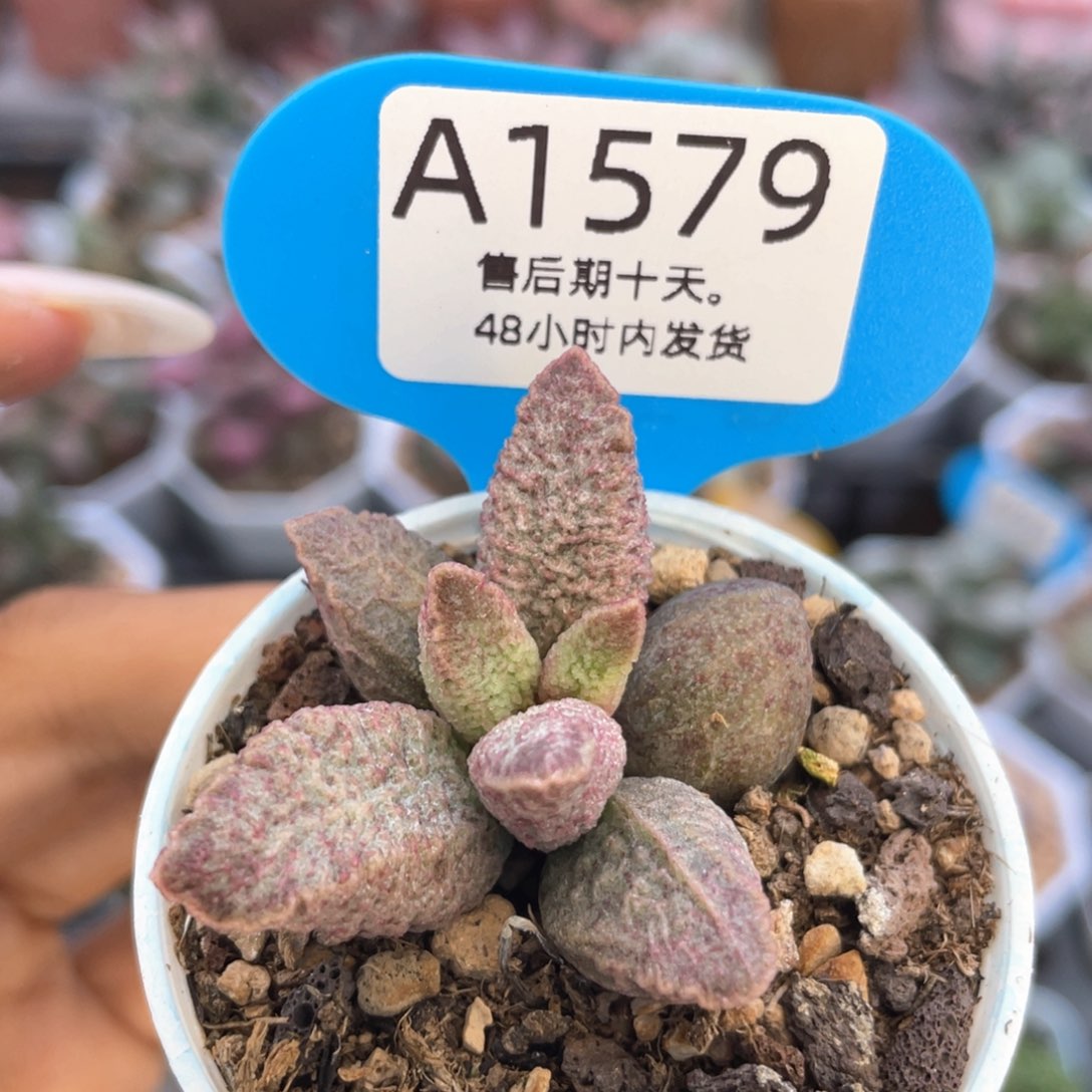     融化纹。  1579。   