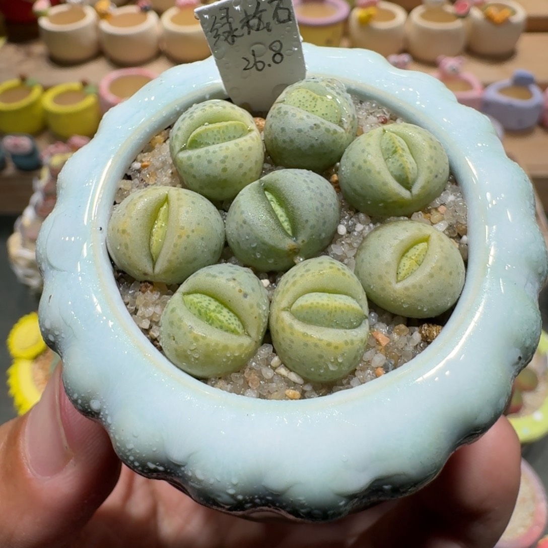 蘑菇1314绿松石多肉植物