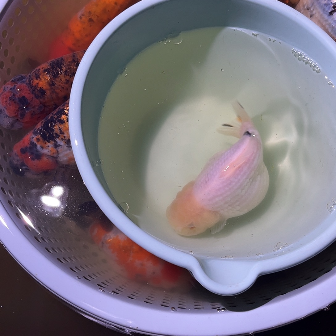 海水鱼泰寿F1淡水金鱼