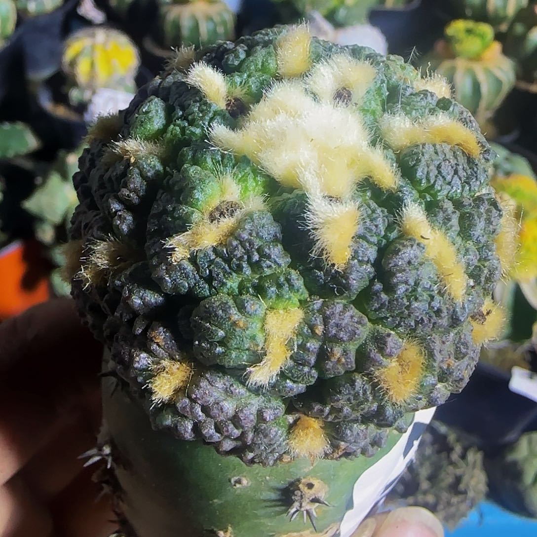 老系龟甲连山230