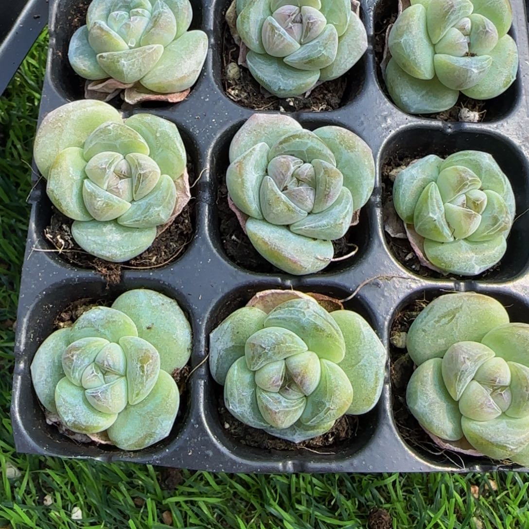 9颗一组琥珀冰玉单头特价