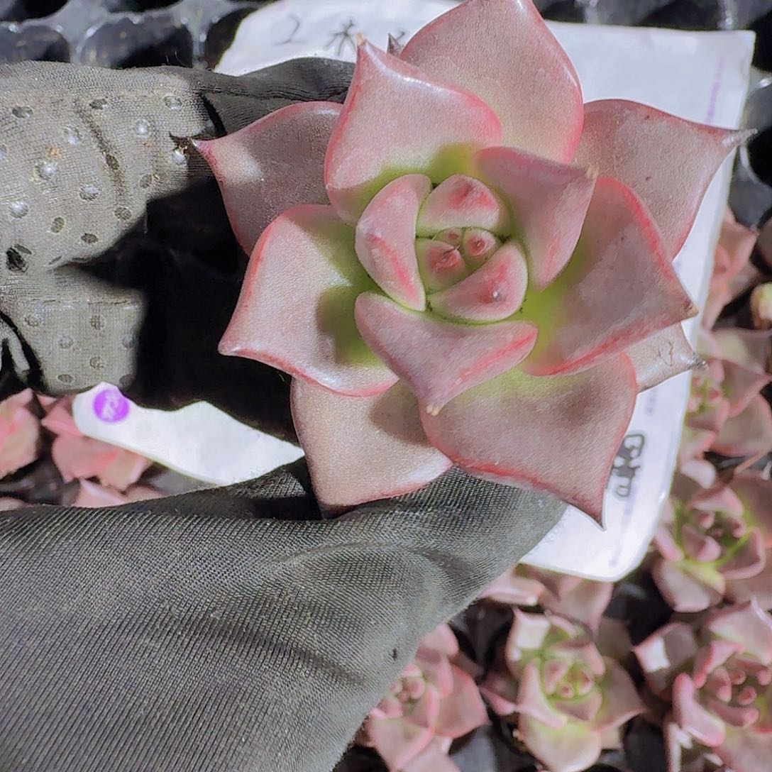 精品罗密欧两米三颗