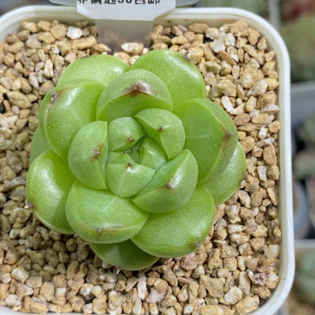 360东篱下多肉植物盆栽