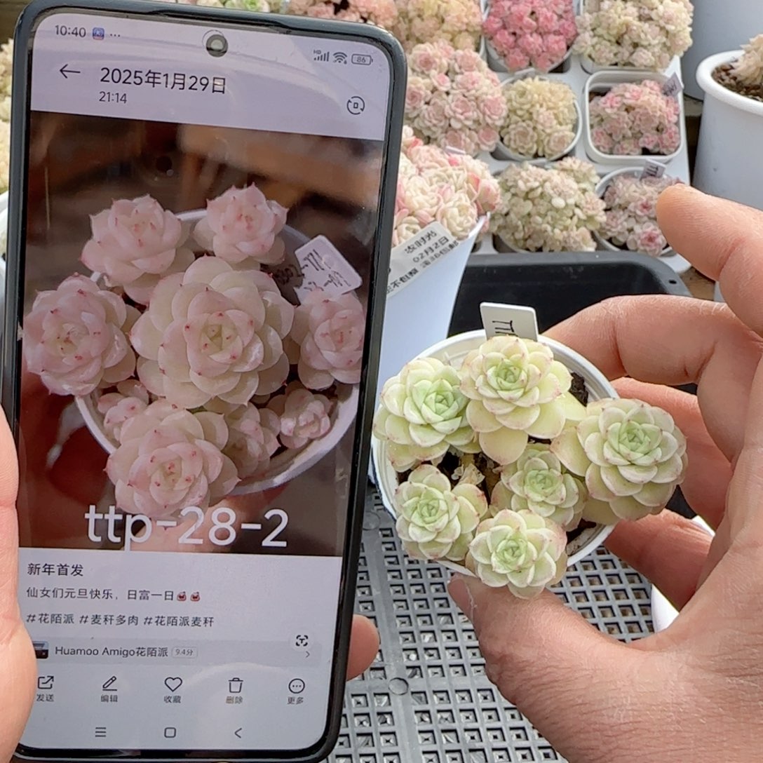 【闪购商品】0202-50（ttp-28-2）