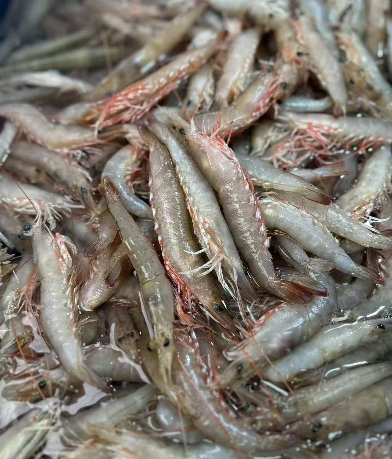 湖东本港浅海野生沙芦虾【约25条/斤左右】