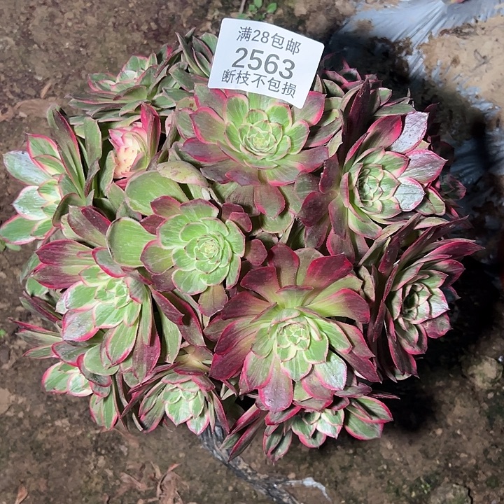 2563丛林莲花座多肉植物
