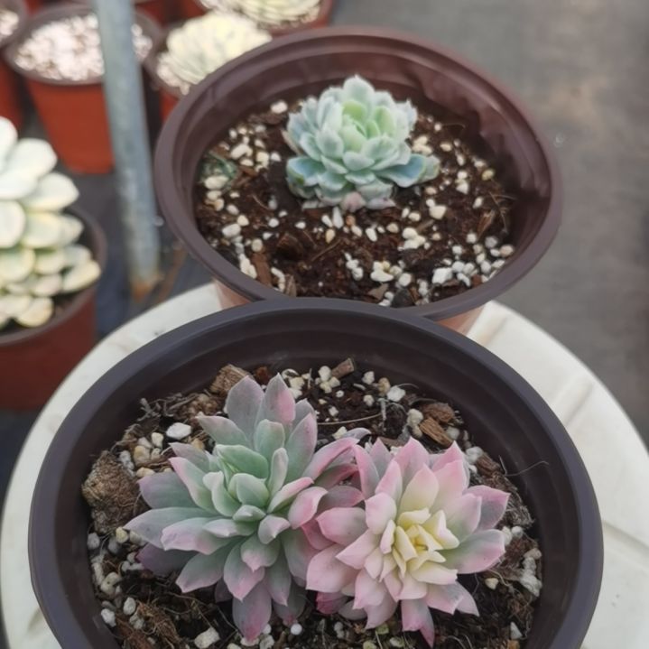 紫罗兰女王锦+大叶冰梅锦