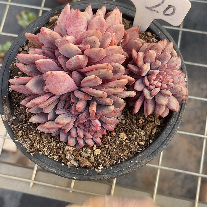 两单包邮，一物一拍20爱丽儿缀