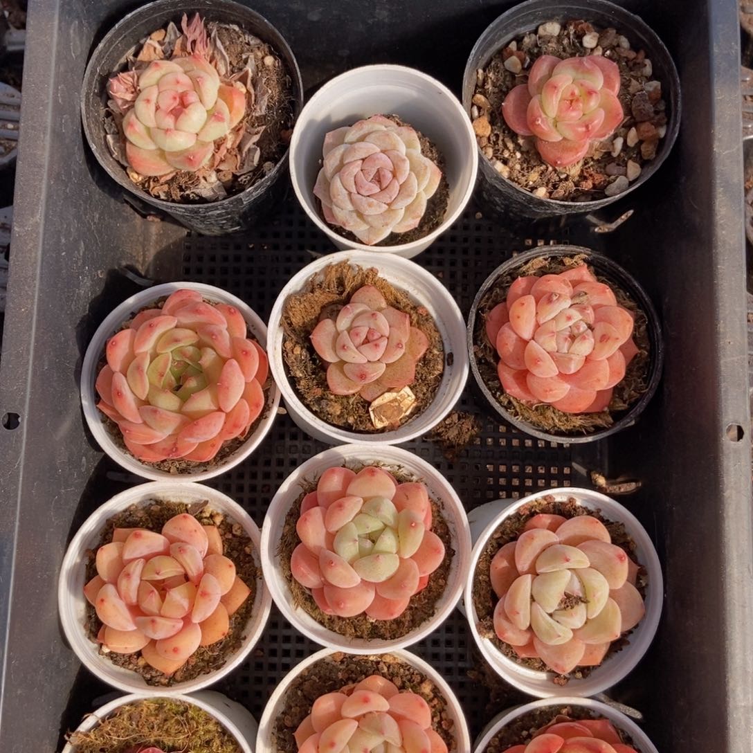 春泥家框拍链接S19