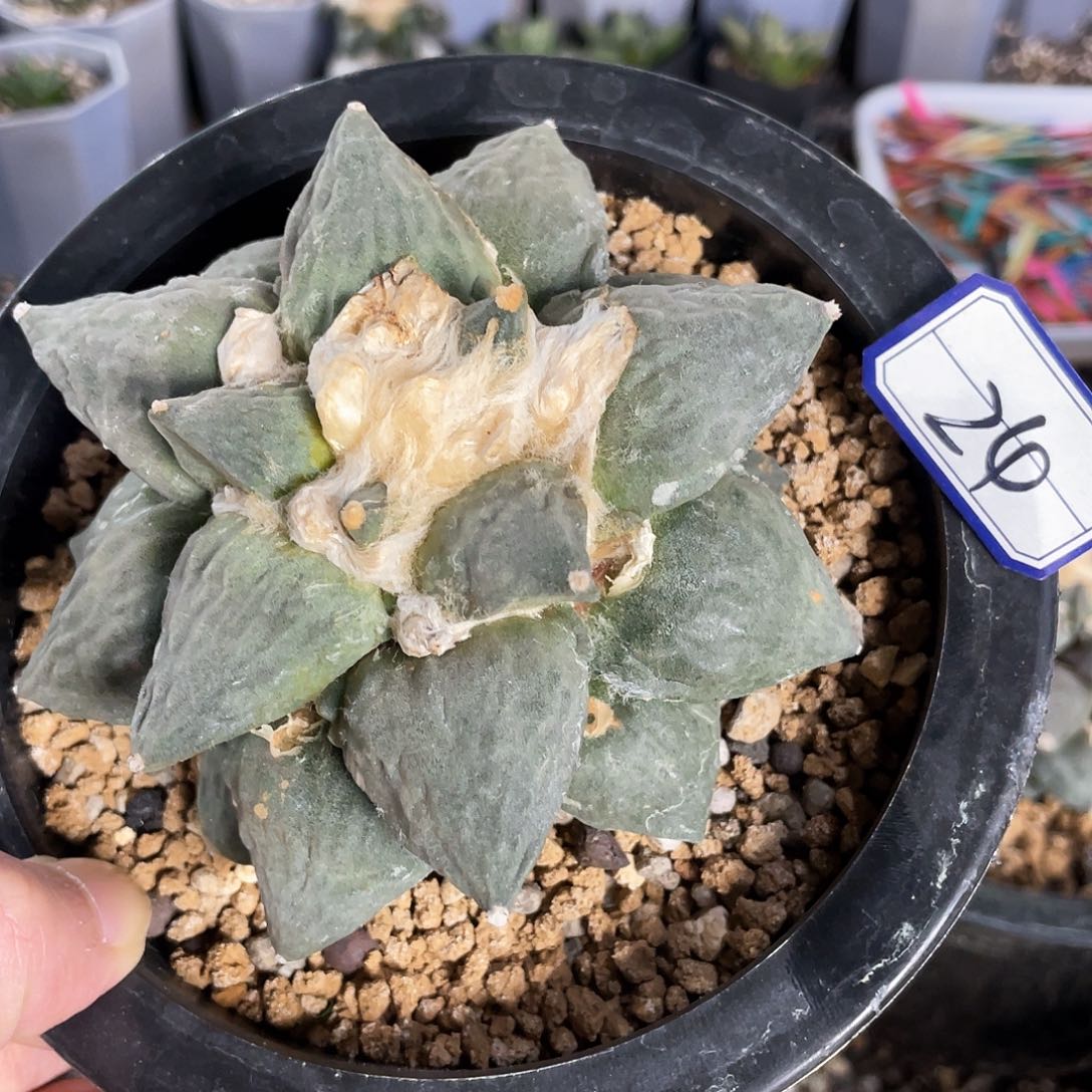 24号自根怒涛牡丹