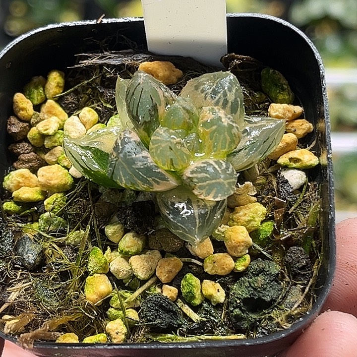 190龙爪玉露锦头家多肉十二卷