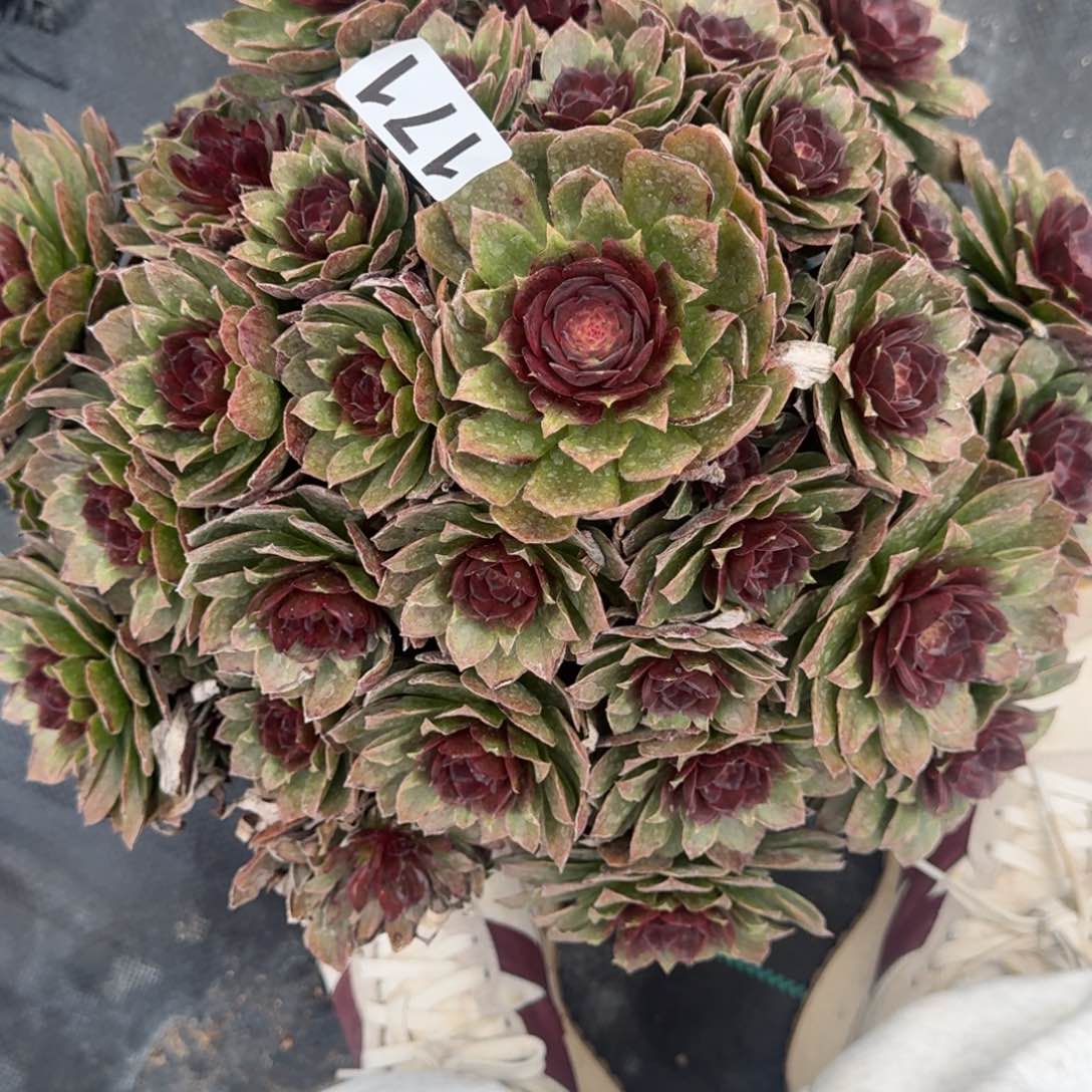 小*171红丝绒多肉植物