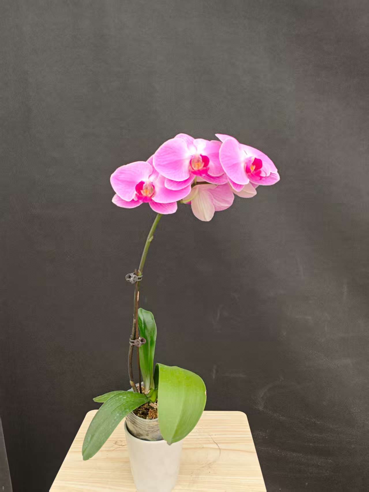 森境【仙桃】蝴蝶兰（完全开花）