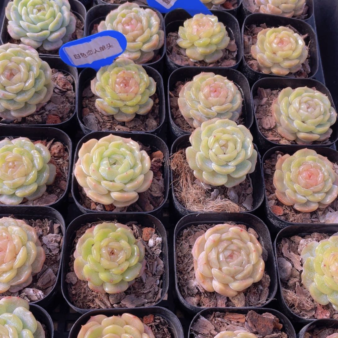 量拍108号 白色恋人单头一个