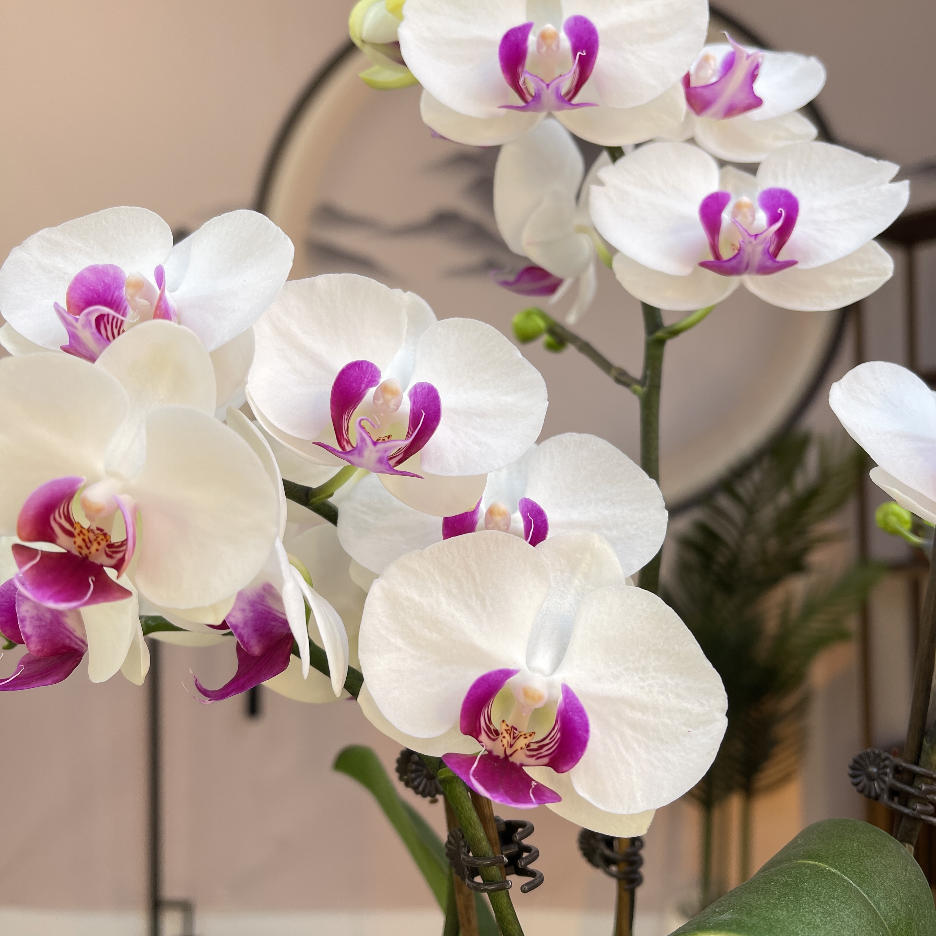 05【雪玉】精品蝴蝶兰.室内植物.名贵花卉