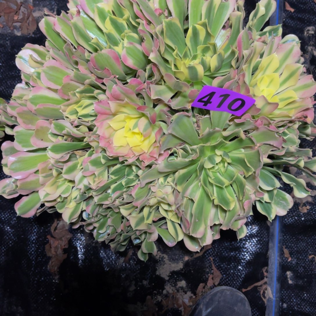 白凤法师14//8包邮