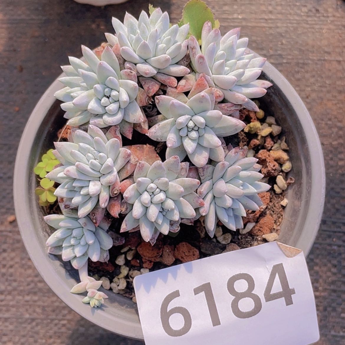 【闪购商品】白菊白