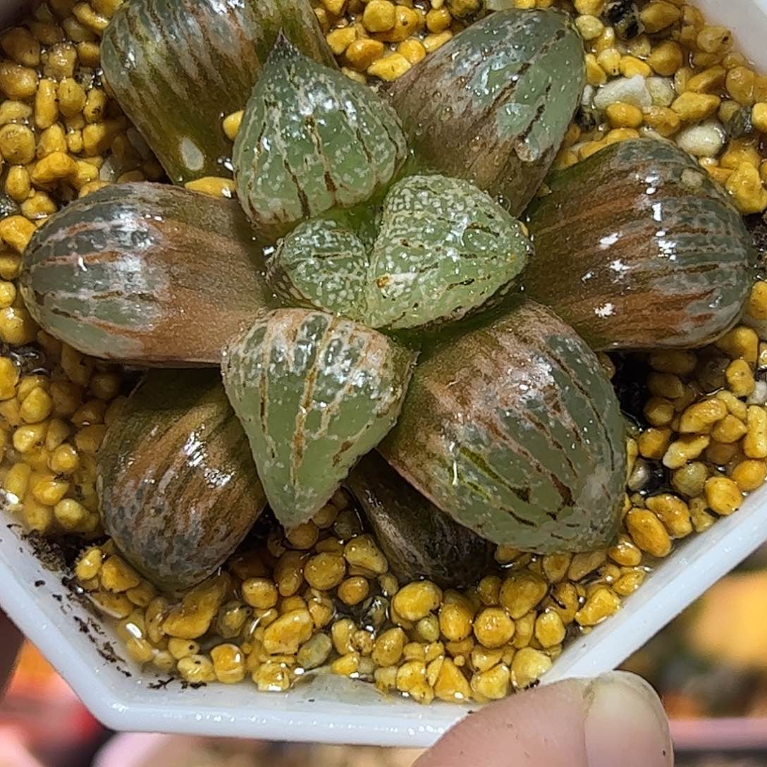 丸叶白银锦十二卷多肉