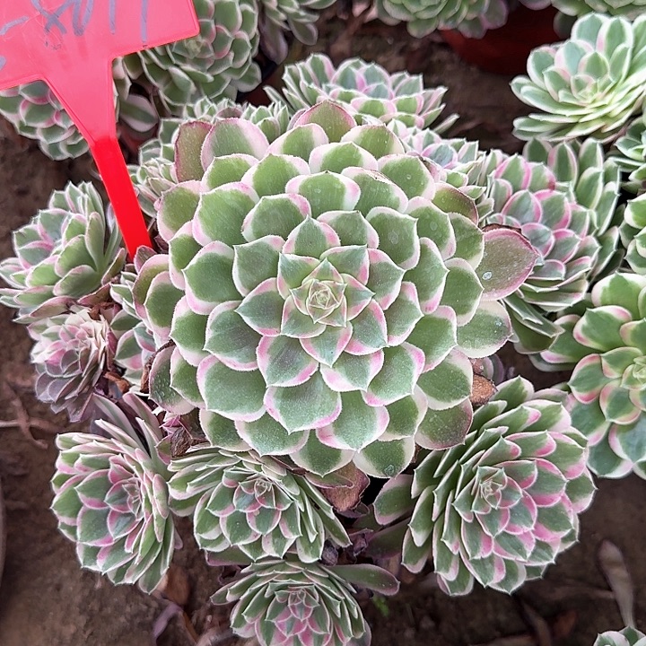 3-8079孔雀翎多肉法师