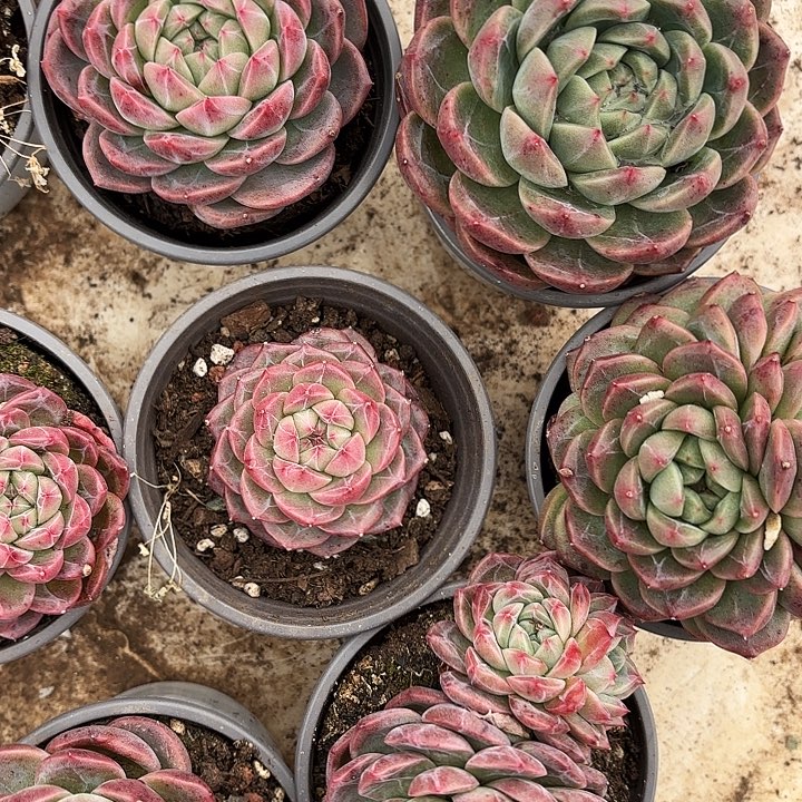 青霓（拍满18发货、偏远地区不包邮）