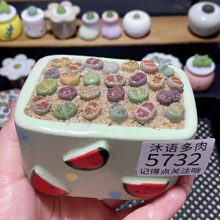 带盆土植物 一物一拍5732