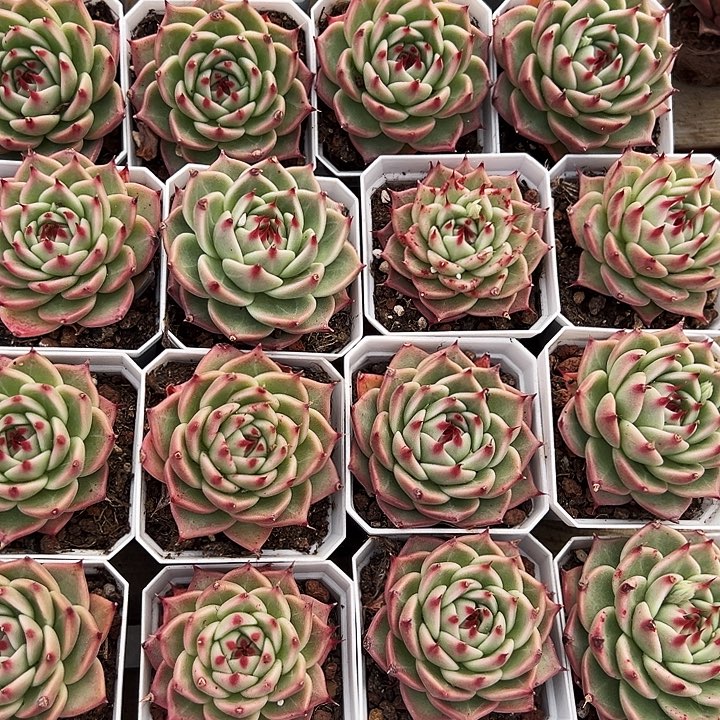 托斯卡       福利多多