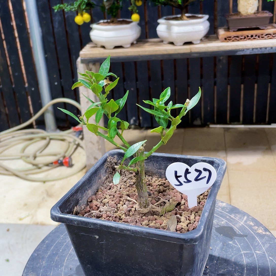 完全开放跳***蟀八房柑