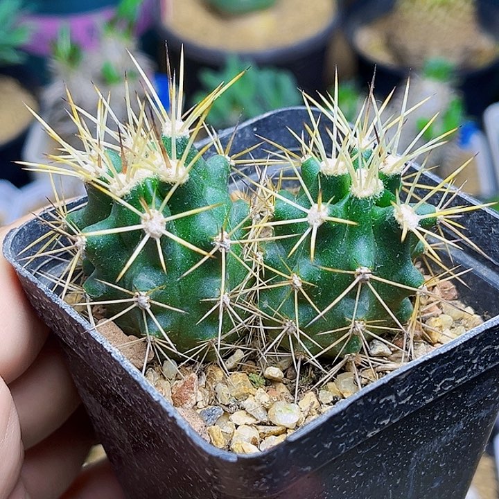 双头稀有实生虾一颗