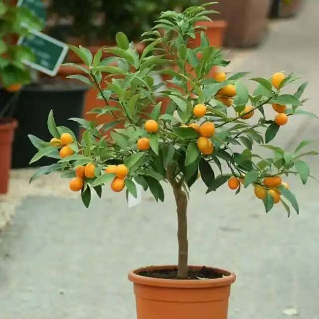 【四季金桔】树苗盆栽带果可室内外种植的招财橘子植物盆景