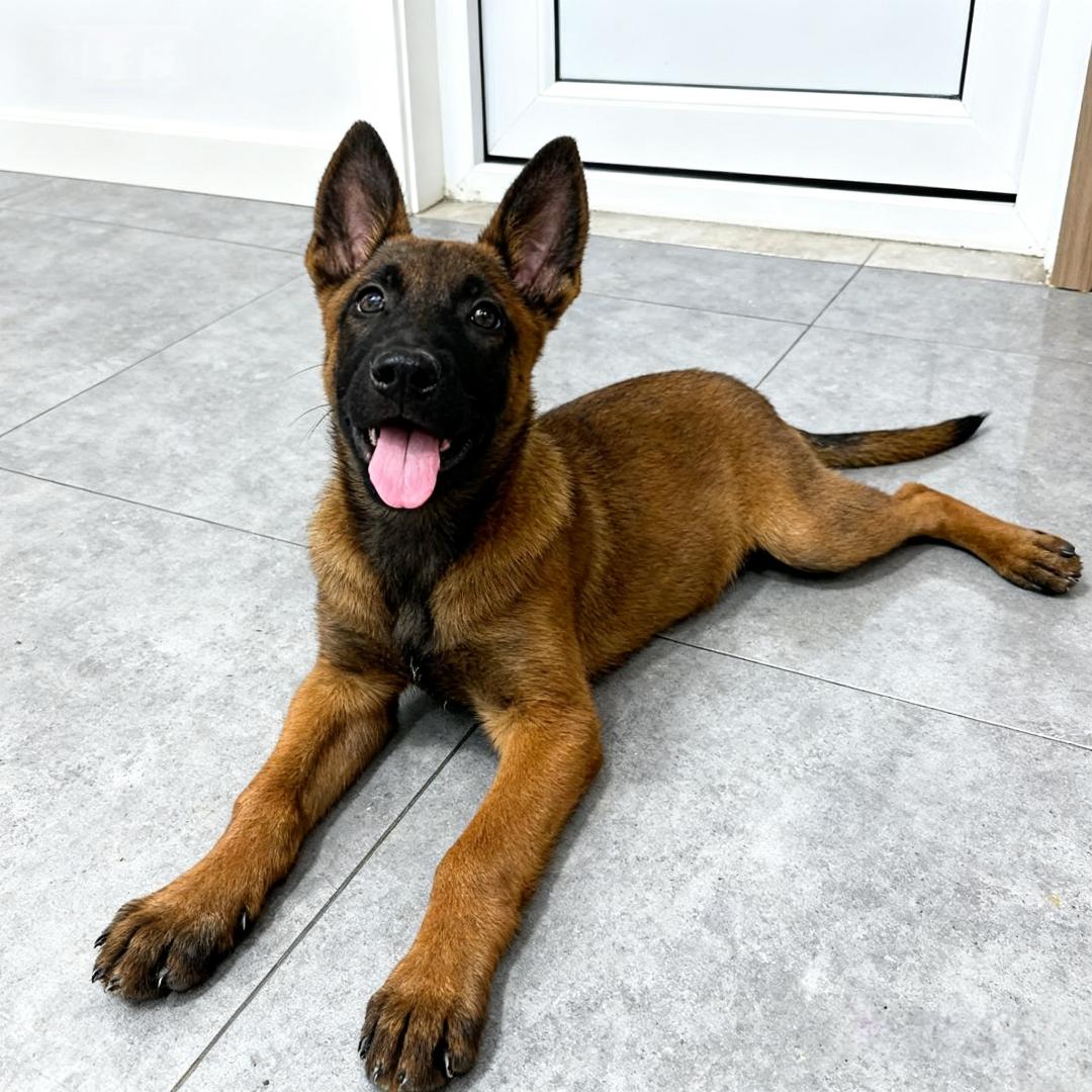 马犬幼犬农村护院工作犬黑红真狗短毛家养看家犬聪明活物警犬霸气