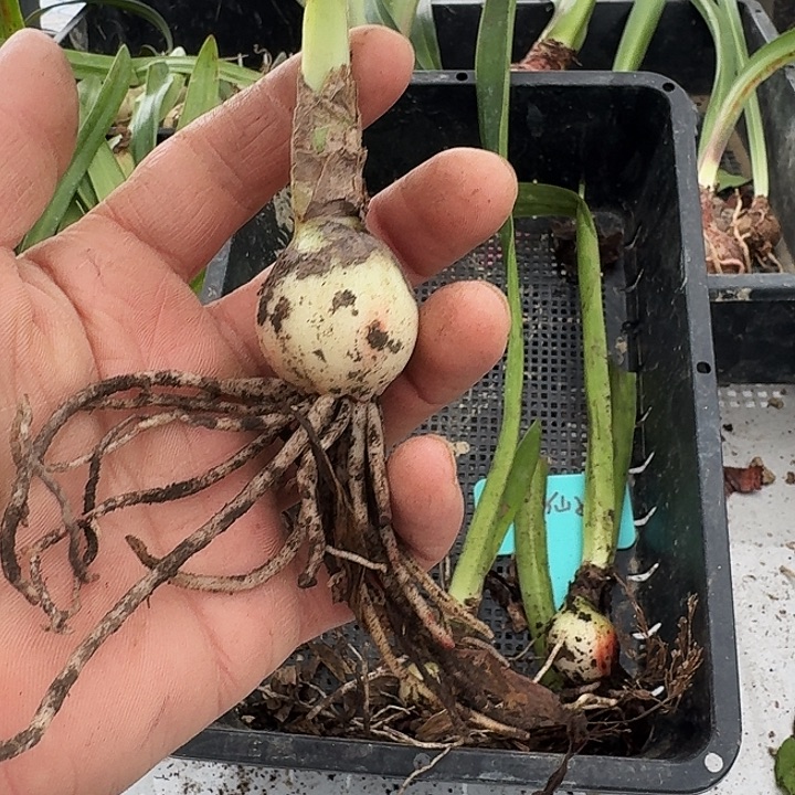 东方仙子朱顶红一棵2.8